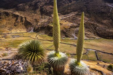 Puya Raimondii Santralleri Peru And Dağları, Güney Amerika 'da.