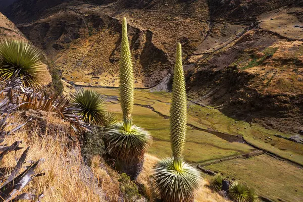 Puya Raimondii Plants High Peruvian Andes South America — стоковое фото