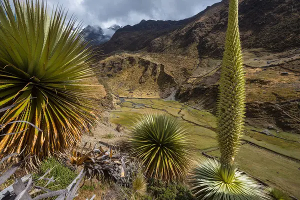 Puya Raimondii Plantas Alto Dos Andes Peruanos América Sul — Fotografia de Stock
