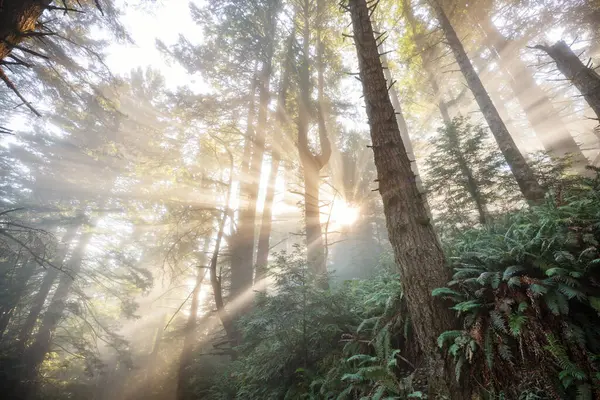 日の出の森で日当たりの良いビーム — ストック写真
