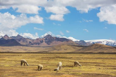 Peru alpakası And Dağları, Peru, Güney Amerika