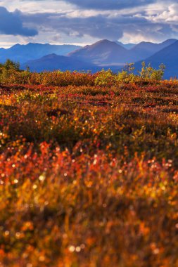 Tundra landscapes above Arctic circle in autumn season. Beautiful natural background.