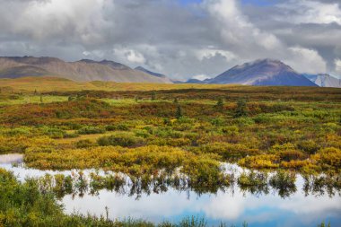 Tundra landscapes above Arctic circle in autumn season. Beautiful natural background.