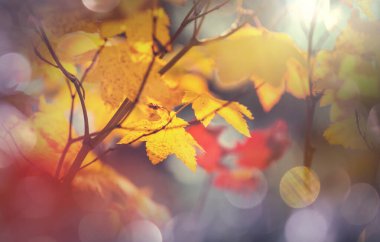 Sonbahar mevsiminde renkli sarı yapraklar. Yakın plan çekim. Arkaplan resmi için uygun.