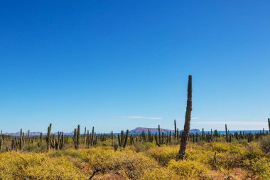 Meksika, Baja California 'daki Kaktüs tarlaları