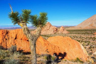 Arizona çölündeki Joshua Tree yolu boyunca. Seyahat arkaplanı.