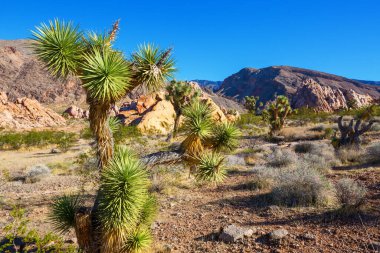 Arizona çölündeki Joshua Tree yolu boyunca. Seyahat arkaplanı.