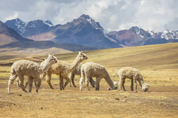 Peruvian Alpaca Andes Peru South America — Stock Photo, Image