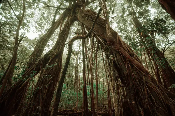 Big Banyan Tree Sri Lanka — Stock Photo, Image