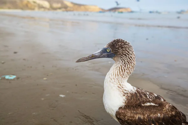 Ocran Sahilinde Mavi Ayaklı Sümsük Kuşu Ekvador — Stok fotoğraf