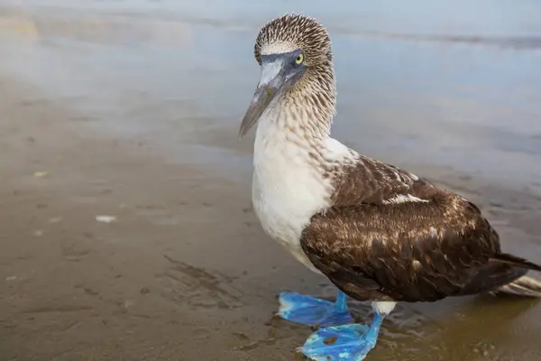 厄瓜多尔 苏格拉底海滩上 一只蓝色的脚步声鸣叫的鸟 — 图库照片