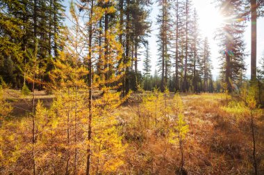 Güzel altın tarlalar dağlarda, sonbahar mevsiminde.