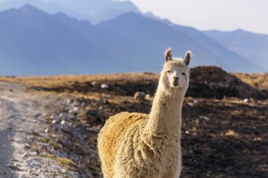 Bolivya 'nın uzak bölgelerindeki Lama