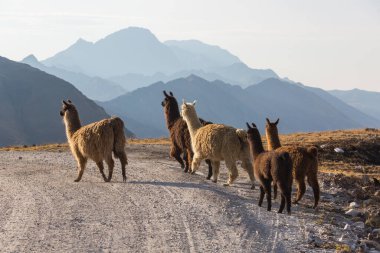 Bolivya 'nın uzak bölgelerindeki Lama