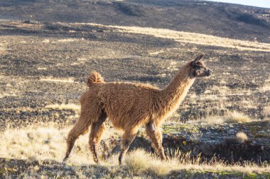 Bolivya 'nın uzak bölgelerindeki Lama