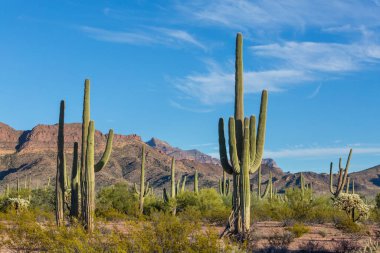 Saguaro Cactus in Organ Pipe National Monument, USA