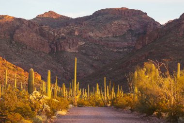 Saguaro Cactus in Organ Pipe National Monument, USA