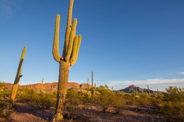 Saguaro Cactus in Organ Pipe National Monument, USA