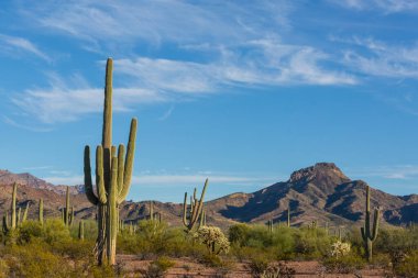 Saguaro Cactus in Organ Pipe National Monument, USA