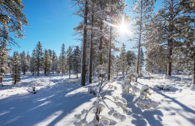 Kış mevsiminde karla kaplı orman manzarası. Noel arkaplanı için iyi.