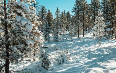 Kış mevsiminde karla kaplı orman manzarası. Noel arkaplanı için iyi.