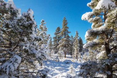 Kış mevsiminde karla kaplı orman manzarası. Noel arkaplanı için iyi.