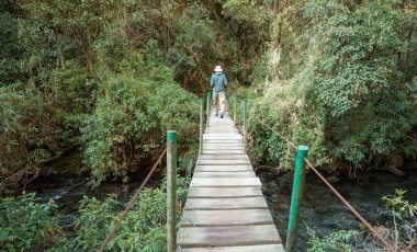 Yeşil ormanda, nehirden geçen tahta köprü.