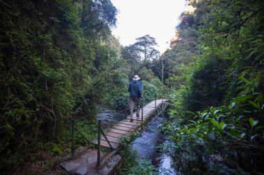 Yeşil ormanda, nehirden geçen tahta köprü.