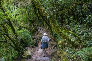 Belize 'de ormanda yürüyüş.
