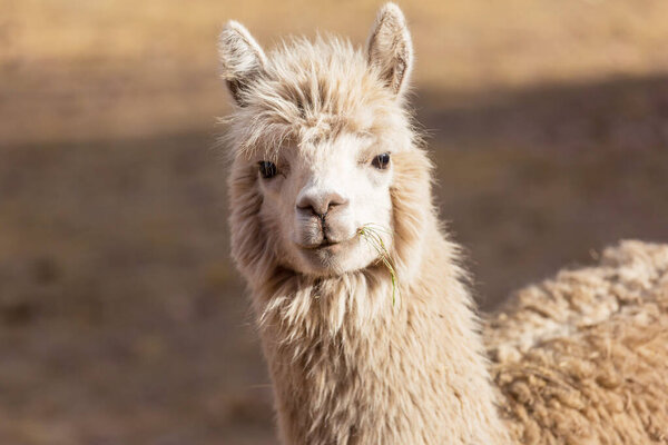 Llama in remote area of Bolivia