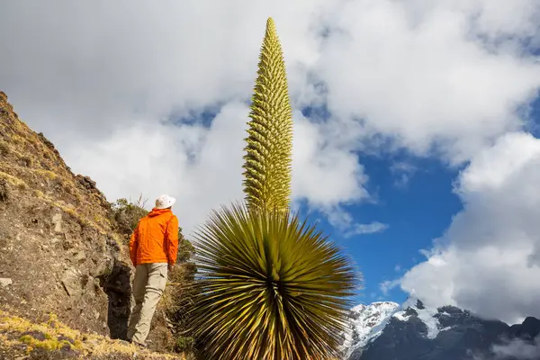 Tourist Puya Raimondii Plants Peruvian Andes South America — Stock Photo, Image