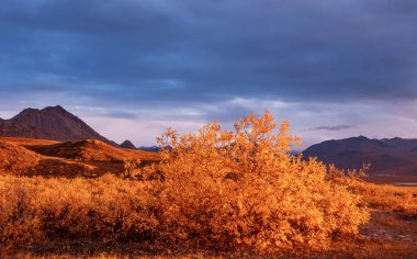 Tundra landscapes above Arctic circle in autumn season. Beautiful natural background.