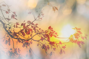 Sonbahar mevsiminde renkli sarı yapraklar. Yakın plan çekim. Arkaplan resmi için uygun.