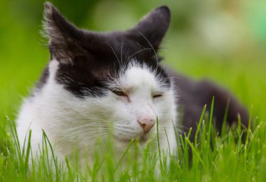 Yeşil çimenlikteki kedi