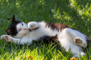 Yeşil çimenlikteki kedi