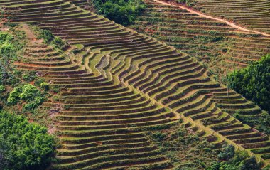 Sapa, Vietnam 'da pirinç terası.