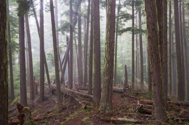 Sihirli sisli orman. Güzel doğal manzaralar..
