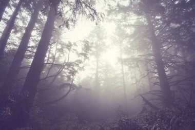 Sihirli sisli orman. Güzel doğal manzaralar..