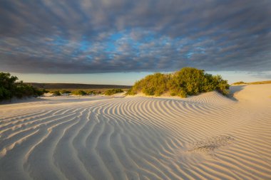 Grass in the sand desert
