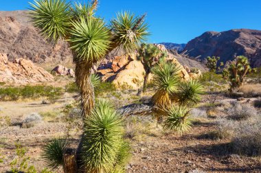 Arizona çölündeki Joshua Tree yolu boyunca. Seyahat arkaplanı.