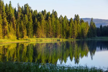 Yeşil ormandaki dingin göl