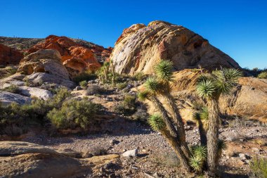 Rock Prominence in Gold Butte National Monument, Nevada, ABD.