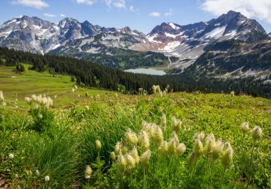 Güneşli bir günde dağ çayırı. Doğal yaz manzarası.
