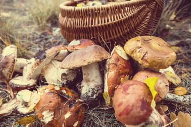 Sonbahar ormanında yenilebilir mantarlar