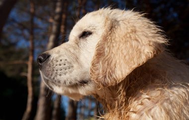 Güneşli bir günde golden retriever köpek açık havada.