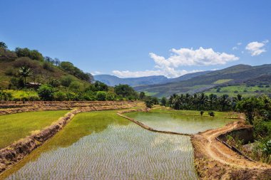 Peru 'nun kuzeyinde pirinç tarlaları, Güney Amerika