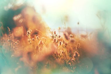 Çiçek çayırında güneşli bir gün. Güzel doğal arka plan. Doğadaki yabani bitkiler.