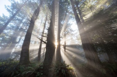 Gündoğumu, ormandaki güneşli kirişler
