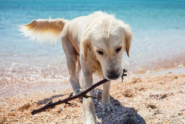 Dog-golden retriever on a sunny sea beach