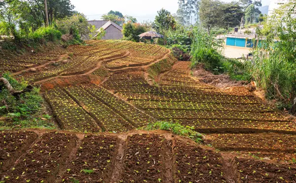 Cultivated Hillside Vegetable Plantations Sri Lanka Beautiful Rural Landscapes — Stock Photo, Image